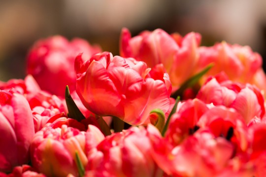 Galeria tulipanów_'Montreux Rouge', fot. M. Mastykarz.jpg