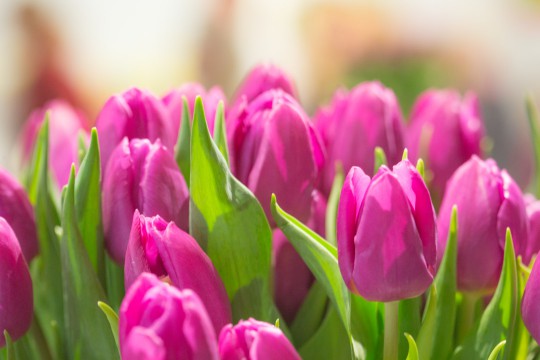 Galeria tulipanów_'Purple Rain', fot. M. Mastykarz.jpg