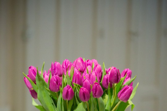 Galeria tulipanów_'Purple Rain', fot. M. Mastykarz_2.jpg