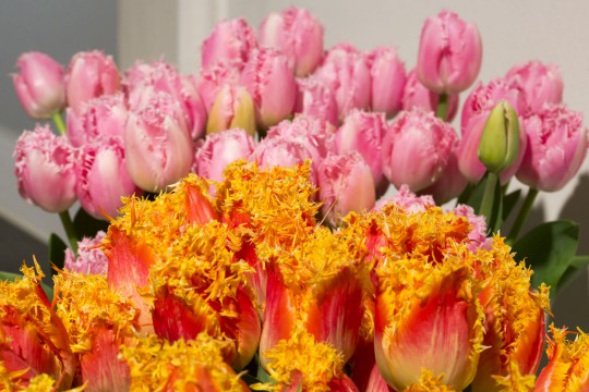 Galeria tulipanów_Tulipany, fot. M. Mastykarz.jpg