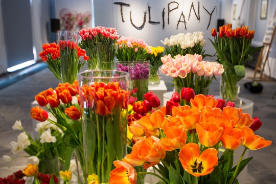 Wystawa Tulipanów_fot. M. Mastykarz (1).jpg