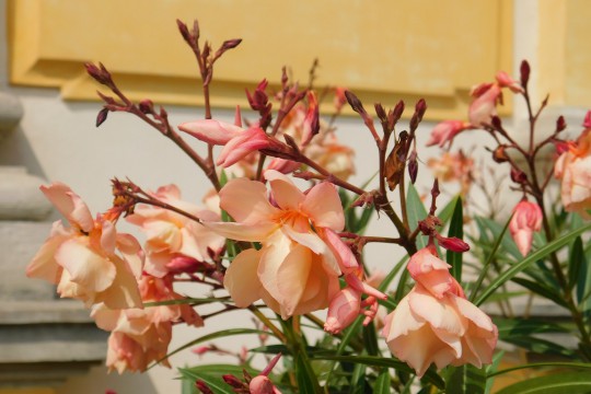 Oleander pospolity - kwiaty.JPG