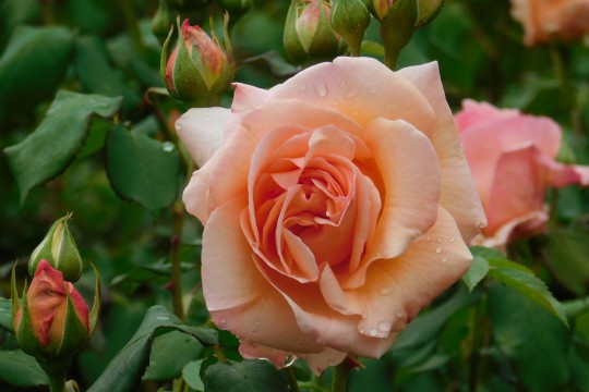 Rosa 'Kalmar'.JPG