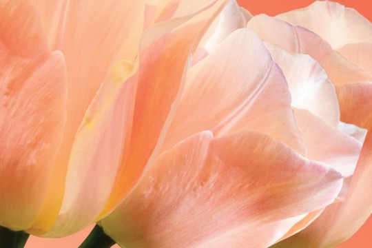 baner tulipany 