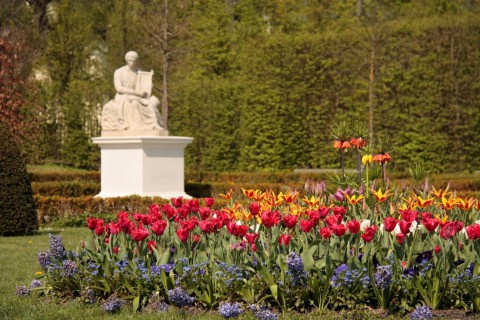 ogród, tulipany, pomnik.jpg