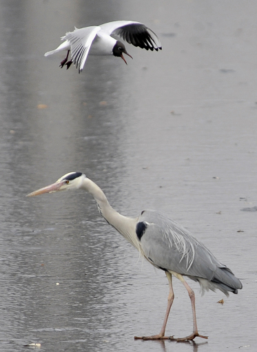 Kolorowe zdjęcie współczesne. Przedstawia dwa ptaki na tle jeziora lub stawu. Jeden z nich spaceruje, drugi wznosi się do lotu, lub frunie.