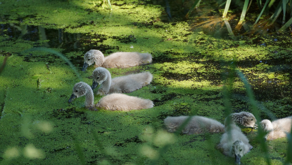 Kolorowe zdjęcie współczesne. Przedstawia młode kaczki płynące po wodzie. Tafla wody pokryta jest zielonym nalotem.
