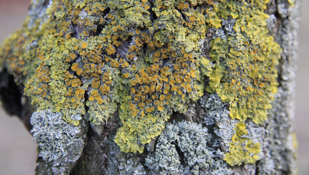 Kolorowe zdjęcie współczesne. Przedstawia zbliżenie na korę drzewa na której rośnie zielonkawy grzyb.